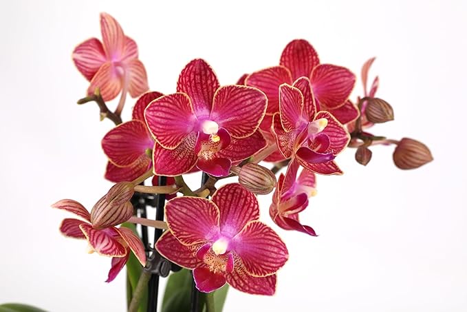 Green Circle Growers 4" Mini Red Orchid – Love You Edition in Sage Ceramic Planter, Live Indoor Orchid Gift