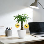 Money Tree Live Plants, Easy to Grow Indoor Houseplants in 4-Inch White Plastic Pot, with Decorative Card C