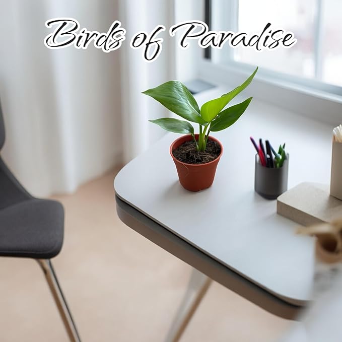 Live Bird of Paradise Plants in 4" Pot - Pet Safe Air Purifying Indoor Houseplants Flowers for Home Office Wedding Decor & Birthday Gift (Heat Pack Included)