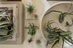 ragnaroc Air Plants Bulk - Tillandsia Variety Wholesale Pack, Regular 1-3" - 50ct - Live Arrival Guaranteed - House Plants for Home Decor & Gift