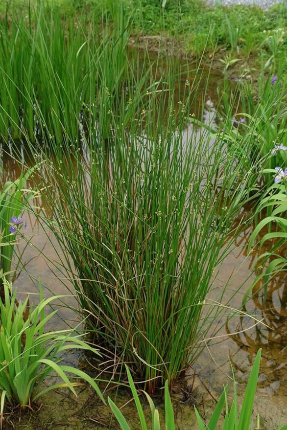 Perennial Farm Juncus Effusus (Common Rush/Soft Rush) – Live Ornamental Grass in 1 Quart, Upright Green Stems, Deer Resistant, Ideal for Rain Gardens, Water Features & Wetland Borders
