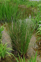 Perennial Farm Juncus Effusus (Common Rush/Soft Rush) – Live Ornamental Grass in 1 Quart, Upright Green Stems, Deer Resistant, Ideal for Rain Gardens, Water Features & Wetland Borders