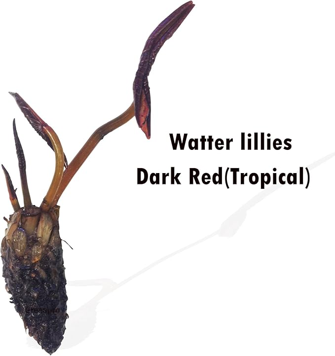 Live Aquatic Plant Dark Red Nymphaea Water Lilies Tuber for Aquarium Freshwater Fish Pond by greenpro
