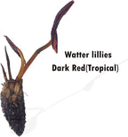 Live Aquatic Plant Dark Red Nymphaea Water Lilies Tuber for Aquarium Freshwater Fish Pond by greenpro