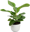 Ficus Altissima, Rare Rubber Tree Plant, Unique Live Plant Decor in 6" White Pot, Easy Plant Gift, Variegated Rubber Plant, Council Tree, Live Ficus Tree, Office & Decorative Plants by Plants for Pet