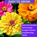 NatureZ Edge Zinnia Seeds for 2026 Planting Outdoors, Over 1600 Flower Seeds, 10g, Non GMO Made in USA, Bulk Semillas De Flores para Sembrar, Pumila Mix, Easy to Grow Zinnia Seed Mix
