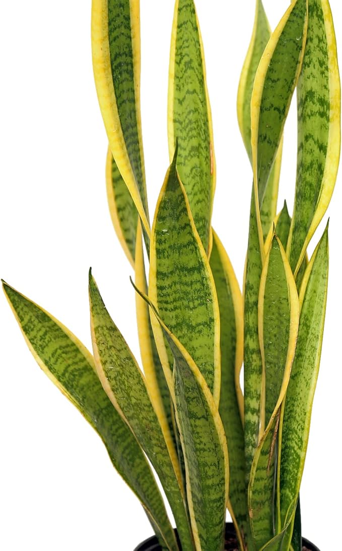 Live Sansevieria, Snake Plant, Housewarming Gift, Office Gift, Live Decor, Plant Lover Gift, Evergreen Indoor Plant in 6" Pot