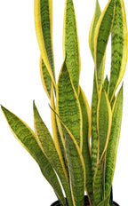 Live Sansevieria, Snake Plant, Housewarming Gift, Office Gift, Live Decor, Plant Lover Gift, Evergreen Indoor Plant in 6" Pot