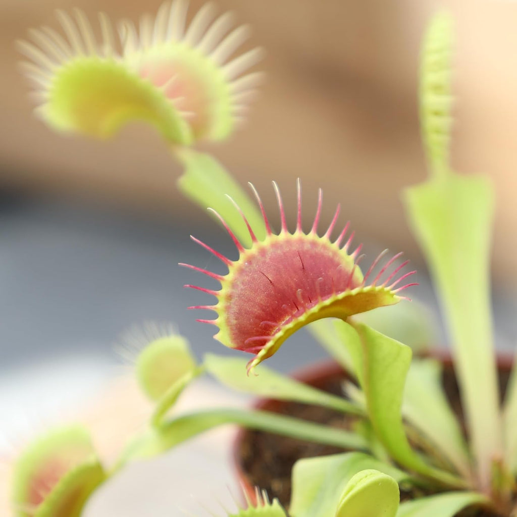 Altman Plants Non-Toxic Live Venus Flytrap Plant, Carnivorous Plants, Pet Safe Houseplant, Educational Crafts & DIY for Kids, 3 in. Grower Pot, Real Houseplants for Bog Gardens
