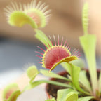 Altman Plants Non-Toxic Live Venus Flytrap Plant, Carnivorous Plants, Pet Safe Houseplant, Educational Crafts & DIY for Kids, 3 in. Grower Pot, Real Houseplants for Bog Gardens