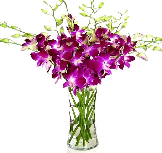 eflowerwholesale - Mother's Day Cut Purple Orchids with Vase Gift for Graduation, Birthday, Sympathy, Anniversary, Get Well, Thank You, Valentine, (Support Small Business)