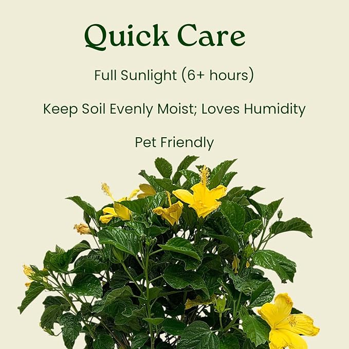 Tropical Plants of Florida - Yellow Hibiscus Bush Dwarf - 10" to 12" Overall Height - 1 Gallon Planter