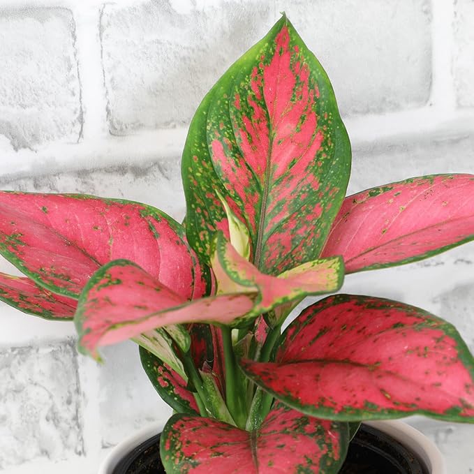 Live Aglaonema Chinese Evergreen Plant 'Beauty', Indoor Houseplant for Home or Office, Air Purifying Real Indoor Plants for Beginners, Variegated Tropical Houseplants, Easy to Grow