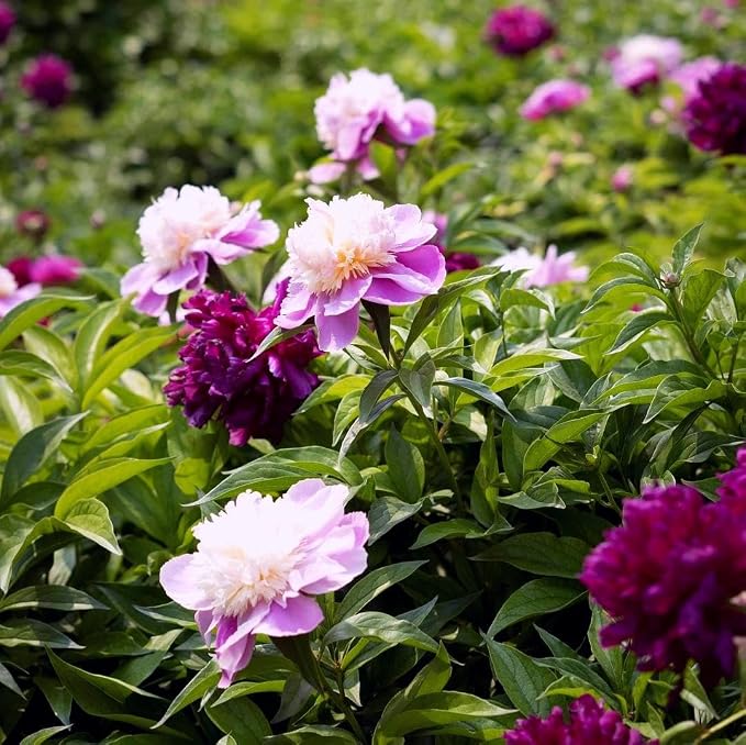 CarpetC 200+ Mixed Peony Seeds for Planting, Paeonia Hardy Perennial with Large Fragrant Blooms, Non-GMO Heirloom for Garden, Home Containers and Cut Flowers