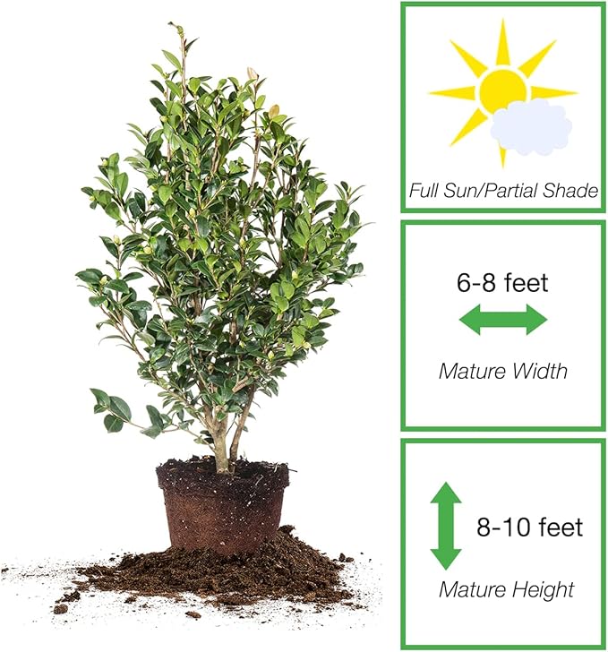 Perfect Plants Yuletide Camellia Bush 3 Gallon | Live Shrub for Outdoor Planting | Beautiful Early Spring Flowers | Red Flower with Yellow Center