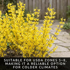 Live Forsythia Lynwood Gold Plants (3-Pack) – Fast Growing Yellow Flowering Shrubs – Hardy Spring Bloom Landscape Bushes – Outdoor Hedge & Border Plants