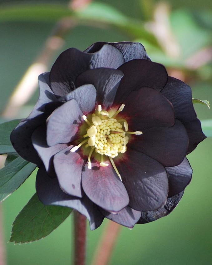 Perennial Farm Marketplace Helleborus x Winter Jewels 'Onyx Odyssey' (Lenten Rose) Perennial, 1 Quart, Near Black Flowers