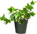 American Plant Exchange English Ivy Variegated – 4-Inch Pot – Live Easy Care Vining Houseplant, Elegant Trailing Foliage for Home, Office, or Garden Decor