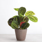 Thorsen's Greenhouse Red Prayer Plant, Live Indoor Plant, Pet Friendly, Popular Houseplant, Red Maranta, Easy to Grow, 4" Diameter Pot (Coffee)