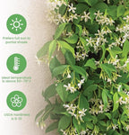 American Plant Exchange Live Confederate Jasmine – 6-Inch Pot – Fragrant Flowering Vine with Glossy Green Leaves, Easy Care Outdoor Plant for Patios, Trellises, Gardens & Landscape Décor