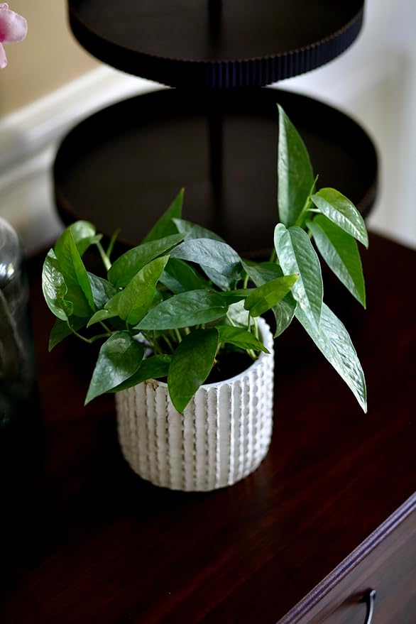 PLANTVERS Cebu Blue Pothos Epipremnum Pinnatum in 3" Nursery Pot | Vining Plant | Lowlight Indoor Plant | Office Plant | Air Purifying Trailing Plants