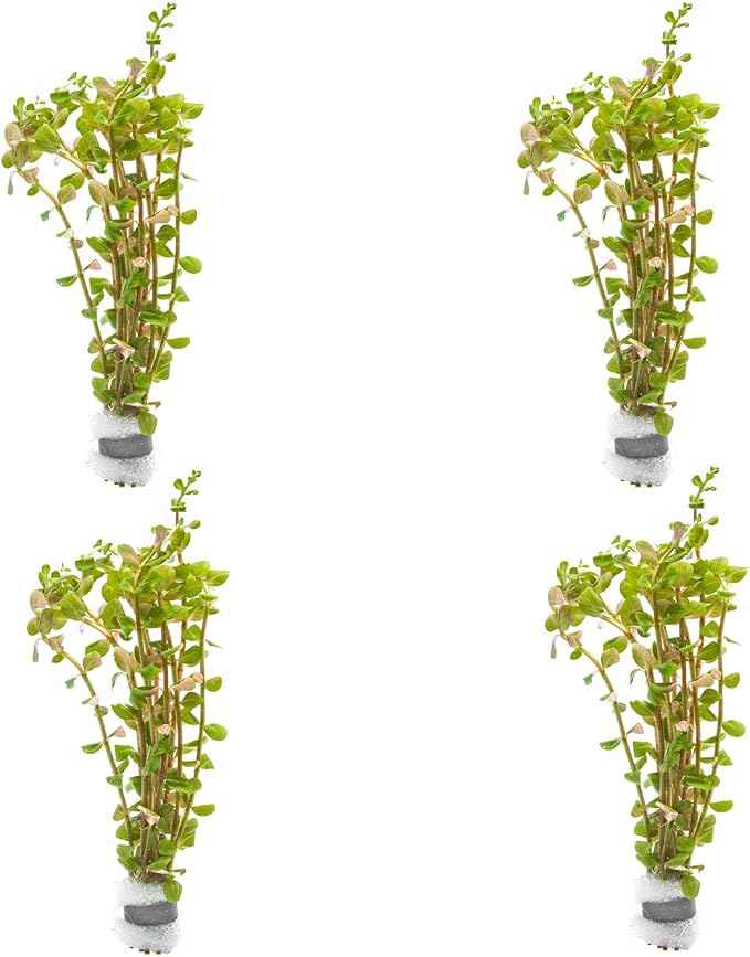 SubstrateSource Live Aquarium Stem Plants - Freshwater Aquatic Plant for Fish Tanks, Aquascaping - (Rotala H'Ra, 4 Bunches)
