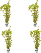 SubstrateSource Live Aquarium Stem Plants - Freshwater Aquatic Plant for Fish Tanks, Aquascaping - (Rotala H'Ra, 4 Bunches)