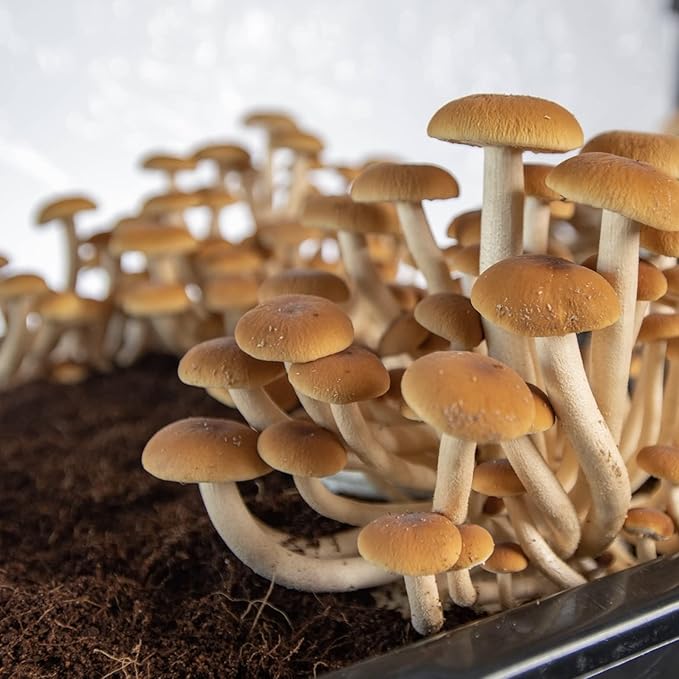 North Spore + Max Yield Bins 'Boomr Bag' Monotub Kit | Complete Dung-Loving Mushroom Grow Kit | Includes Monotub, Sterile Substrates, Coco Coir & Filters - Just Add Spores