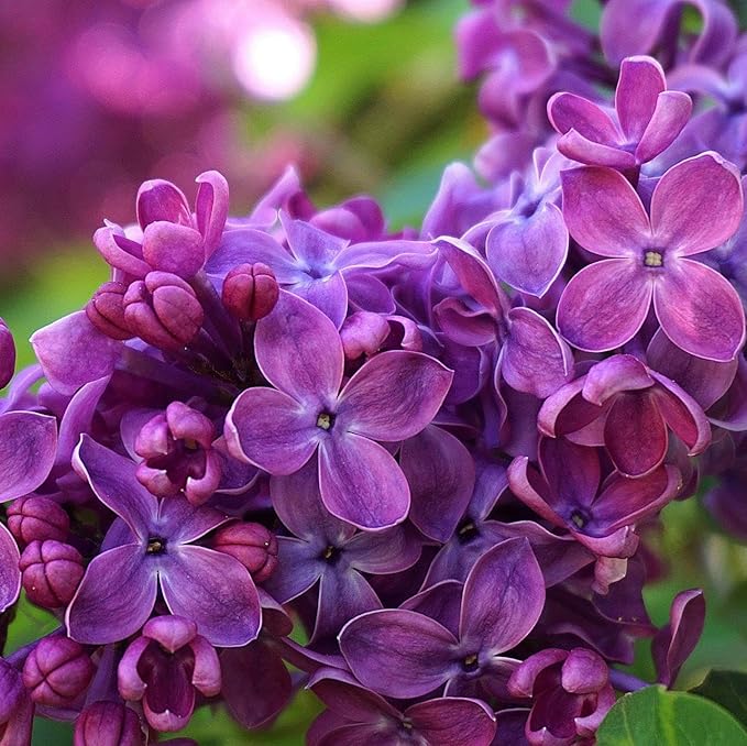CarpetC 300+ Lilac Seeds for Planting, Hardy Perennial Shrub Non-GMO Fragrant Spring Blooms Syringa vulgaris for Home Outdoor Borders, Hedges & Pollinator Gardens