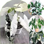 2 Frydek Alocasia Plants Live Houseplant for Indoor Outdoor Growing, 4 to 8 Inches Tall, Rare and Hardy