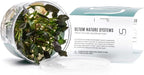 Ultum Nature Systems Cryptocoryne Undulatus Tissue Culture Live Plant for Aquarium, Aquascape, Freshwater Fish Tanks - 100% Snail Free in Vitro