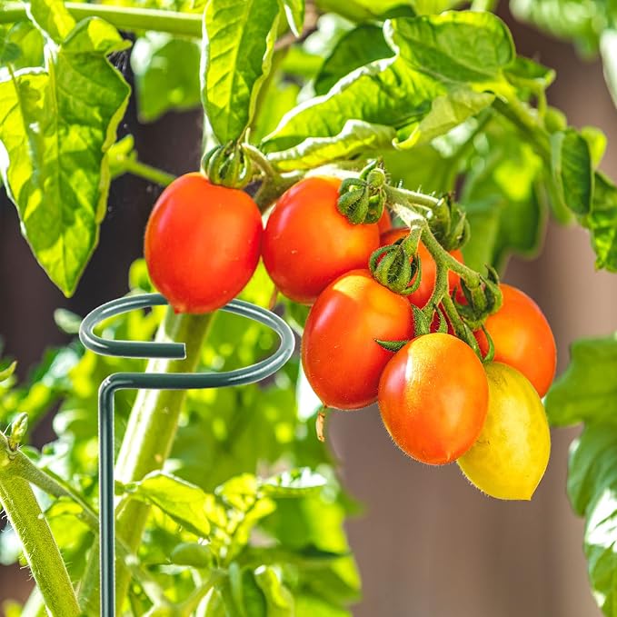 Thealyn 36 Inch 20 Packs Plant Support Stake Garden Single stemmed Plant Support Hoops Plant Prop for Flowers Orchid Tomatoes Peony Lily Rose Gladiolus (36 inch)