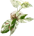 Live Plants 4" Epipremnum Pinnatum Marble - Highly Variegated Leaves - Rare Indoor Plants Live Houseplants for Home, Office, Wedding Decor & Giftable (Heat Pack Included)