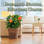 Hibiscus Bush - Double Peach Flowering Plant Live - Overall Height 26" to 28" - Tropical Plants of Florida (Plant Only)