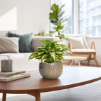 Ceramic Plant Pots - 6 Inch Plant Pot with Drainage Hole and Plug, Unique Planter for Indoor Plants Outdoor, Modern Planter, Round Orchid Pot, Room Decor, House Warming Gifts, Speckled-brown