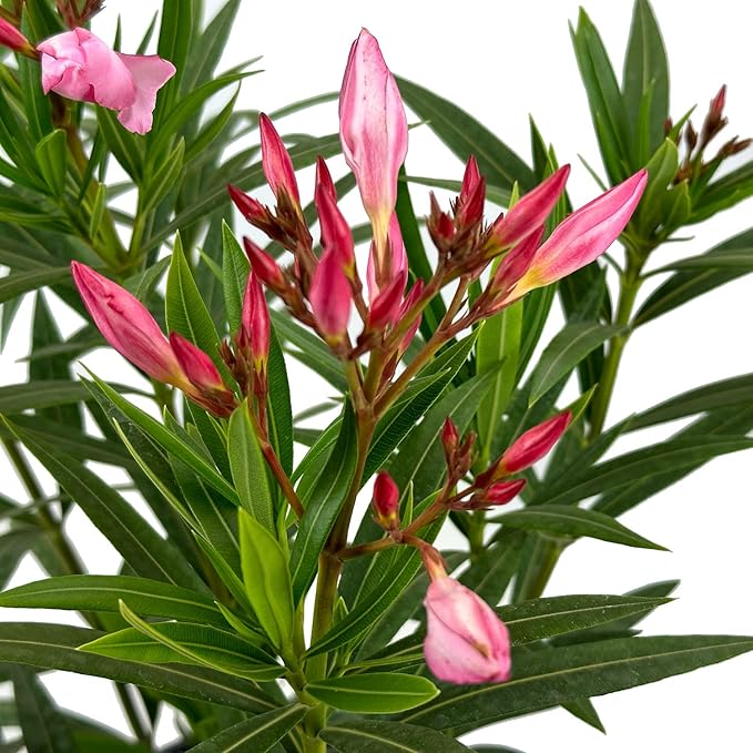 Hardy Pink Oleander – 3 gal - Pink Flowers on a Large Evergreen Shrub with a Tropical Appeal – Zones 8-10 - Nerium Oleander 'Hardy Pink' - 3 Gallon Pot