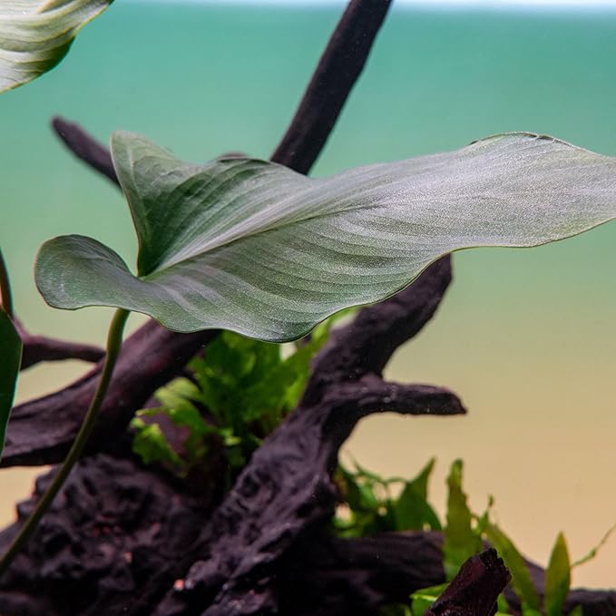 SubstrateSource Live Plants – Anubias Hastifolia (Anubias hastifolia) – Low to Moderate Light, Medium to Dark Green Arrow-Shaped Leaves, Midground to Background Tank Placement - Pot, 3 Pack