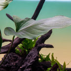 SubstrateSource Live Plants – Anubias Hastifolia (Anubias hastifolia) – Low to Moderate Light, Medium to Dark Green Arrow-Shaped Leaves, Midground to Background Tank Placement - Pot, 3 Pack