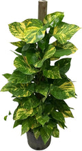 Golden Pothos Live Plant (Devil’s Ivy) – 4 Ft Variegated Gold Leaf Pothos on Totem Pole – Tall Tropical Indoor Houseplant for Home or Office – Air Purifying Rare Live Plant Gift for Garden Lovers