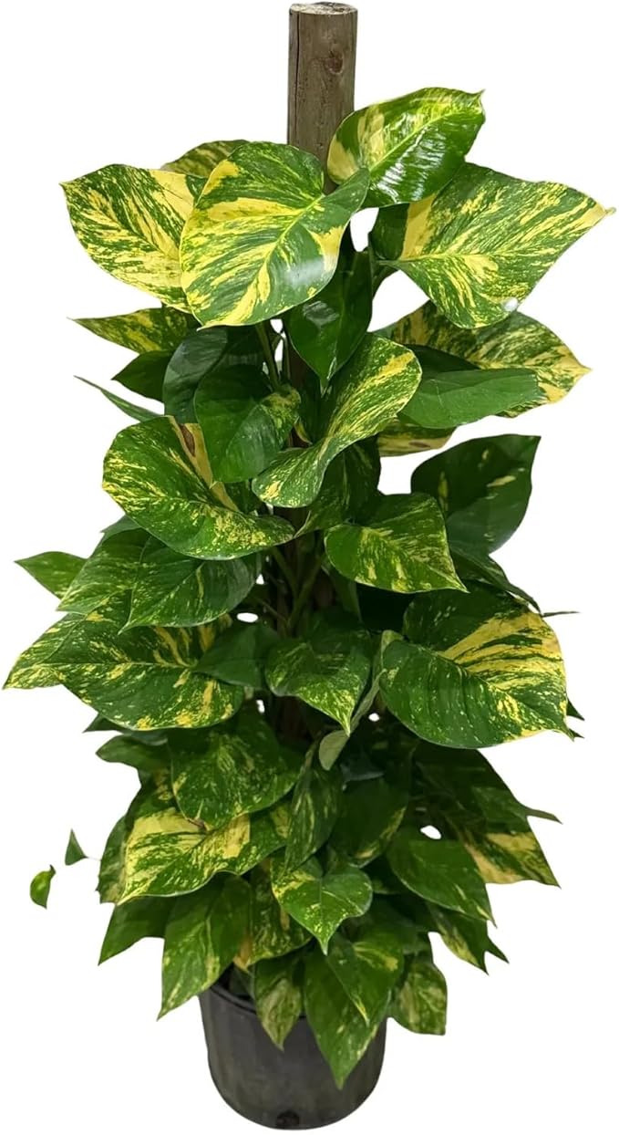 Golden Pothos Live Plant (Devil’s Ivy) – 4 Ft Variegated Gold Leaf Pothos on Totem Pole – Tall Tropical Indoor Houseplant for Home or Office – Air Purifying Rare Live Plant Gift for Garden Lovers