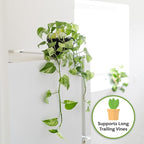 Perfect Plants Organic Pothos Soil | Horticultural Potting Mix for All Indoor Potted Pothos | Grow Healthy houseplants Indoors (8qts.)