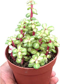 Elephant Bush Variegated Live Plant | Portulacaria Afra Succulent Plants | Succulents Indoor Cuttings Gifts | Outdoor Houseplants | Pet Safe (Heat Pack Included)