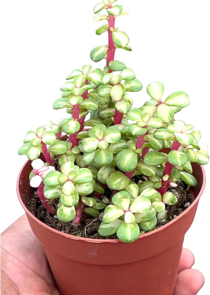 Elephant Bush Variegated Live Plant | Portulacaria Afra Succulent Plants | Succulents Indoor Cuttings Gifts | Outdoor Houseplants | Pet Safe (Heat Pack Included)