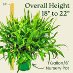 Kangaroo Paw Fern Plant - Small Fern Plants Live - Overall Height 10" to 14" - 1 Gallon Pot - Tropical Plants of Florida