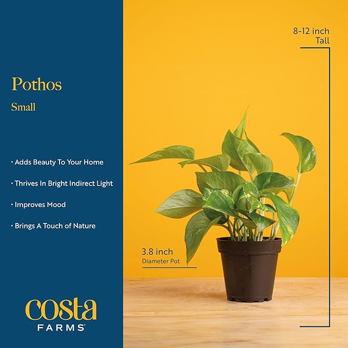 Costa Farms Pothos Plant, Devil's Ivy in Decorative Pot, Easy to Maintain, Air Purifying Indoor Houseplant, Trellis, Shelf, Room, or Office Decor, House Warming Gift, 8-12 Inches Tall