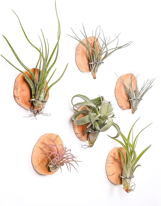 MITIME Magnetic air Plant Holder Refrigerator Sticker, Natural Wood Irregular Shape air Plant Wall Mount Holder. Refrigerator, Wall Decoration.Living Rooms, and Kitchens (Cypress Wood, 6)