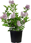 Syringa PATULA `Miss Kim` (Lilac) Shrub, 3-Size Container, Lavender Flowers
