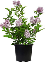 Syringa PATULA `Miss Kim` (Lilac) Shrub, 3-Size Container, Lavender Flowers