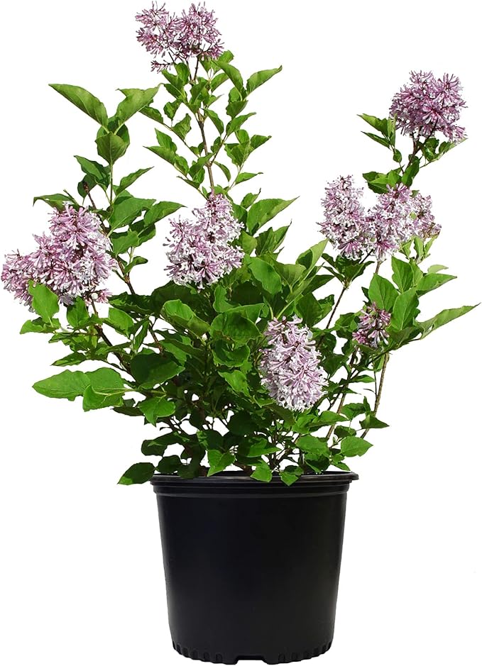 Syringa PATULA `Miss Kim` (Lilac) Shrub, 3-Size Container, Lavender Flowers