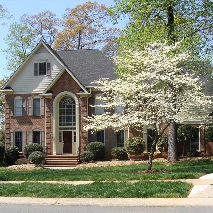 Brighter Blooms - White Dogwood Tree, 2-3 ft. - No Shipping to AK, AZ, FL, HI